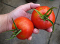 Bonny Best Tomato Seeds Bulk 100 Pack - Flavorful Variety for Canning & Salads - Perfect for Home Gardening