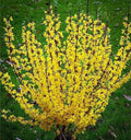 Forsythia Bush Live Plant - 10-12 Inch Bare Root - Bright Yellow Blooms - Forsythia × intermedia