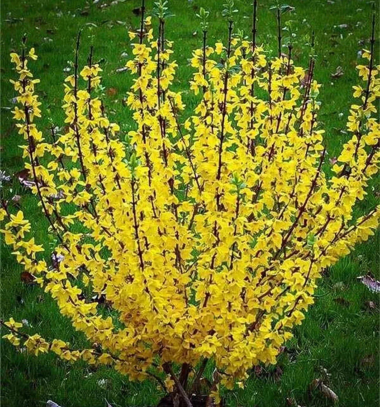 Forsythia Bush Live Plant - 10-12 Inch Bare Root - Bright Yellow Blooms - Forsythia × intermedia