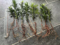 Bare Root Yew Plant 10 Inch Podocarpus Macrophyllus Evergreen Shrub for Hedges and Accents