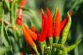 Tabasco Hot Pepper Seeds for Planting - Capsicum frutescens - Non-GMO, Heirloom, Spicy Variety