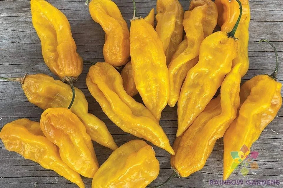 Fatalii Hot Pepper Seeds - 25+ Pack - Heirloom Variety - Capsicum chinense - USA Grown - Free Shipping