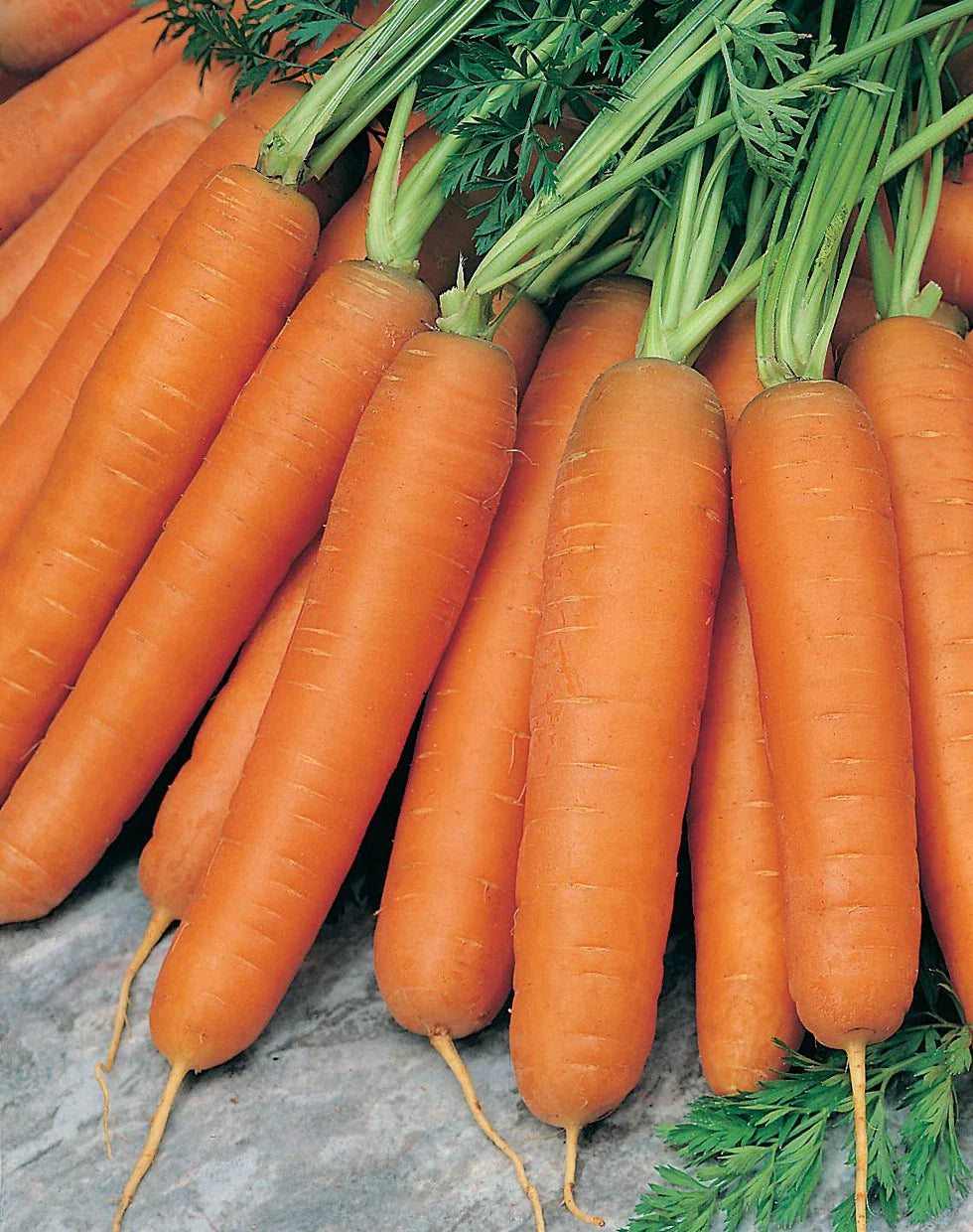 Scarlet Nantes Carrot Seeds - 200 Count Packet - Coreless, Plump, Fine Flavor - Daucus carota
