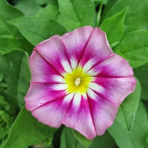 Dwarf Morning Glory Seeds | Heirloom Non-GMO | Ensign Variety | Ipomoea purpurea