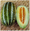 Thai Melon Seeds - 20+ Seeds - Vietnam Dua Gang Seed - Long Muskmelon (Cucumis melo)