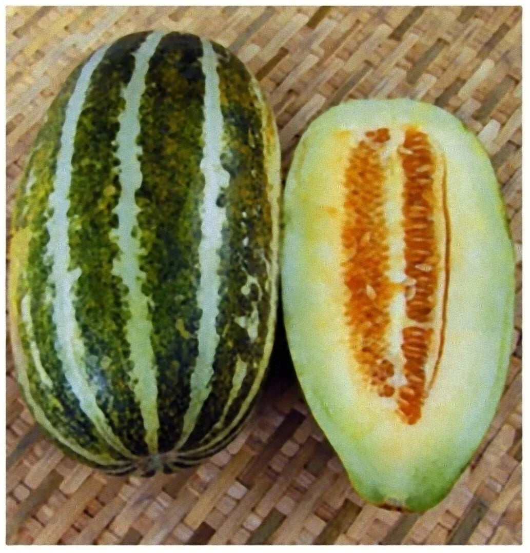 Thai Melon Seeds - 20+ Seeds - Vietnam Dua Gang Seed - Long Muskmelon (Cucumis melo)
