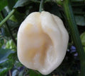 White Habanero Pepper Seeds - 20+ Hot Vegetable Seeds - Capsicum chinense - Free Shipping