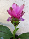 PINK Siam Tulip Plant Babies 2x - Curcuma Alismatifolia - Ginger Curcuma - Tropical Perennial Indoor/Outdoor