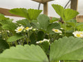 10 June Bearing Strawberry Plants - Bare Root - Fragaria x ananassa - Perfect for Outdoor Gardening, Spring 2025