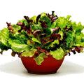 Gourmet Salad Mix Seeds - 600+ Organic Leaf Lettuce Blend for Garden & Containers - Easy to Grow