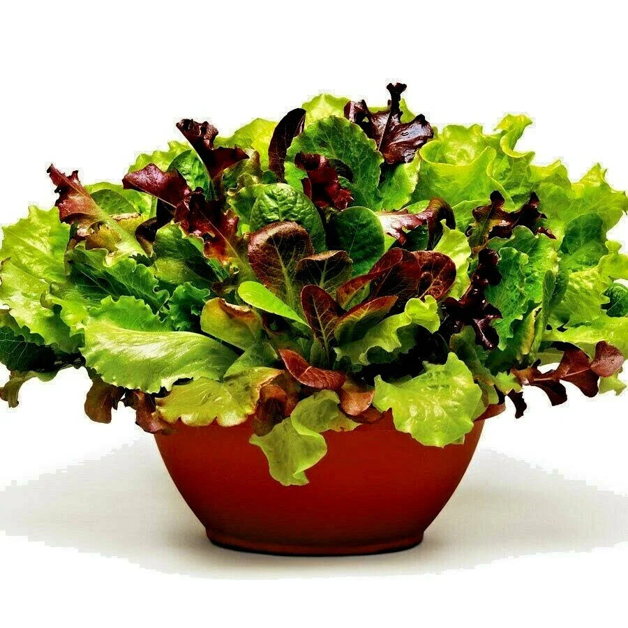 Gourmet Salad Mix Seeds - 600+ Organic Leaf Lettuce Blend for Garden & Containers - Easy to Grow