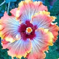 Hibiscus Seeds 20 Pack Orange Red Perennial Flower Seeds (Hibiscus rosa-sinensis)