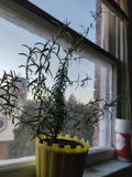 Organic Rosemary Plant 15-25 Inch, Salvia rosmarinus, Live Herb, Rosmarinus officinalis, Culinary & Medicinal, Full Sun, Zone 8-11