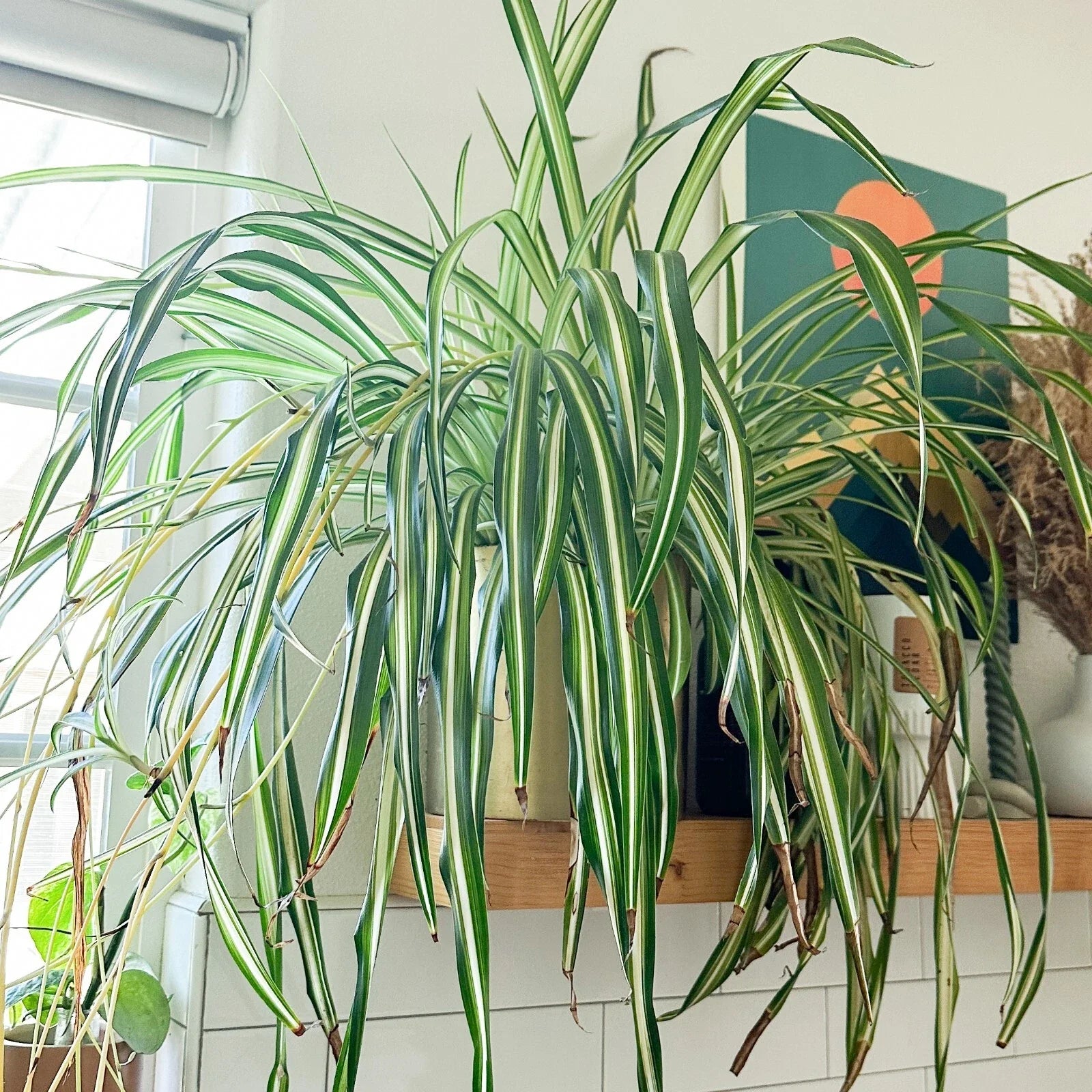 Live Spider Plant Cuttings - Fully Rooted 'Chlorophytum comosum' - Ready to Plant Houseplant