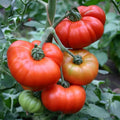Marmande Tomato Seeds 50 Ct Heirloom Non-GMO Italian Vegetable Seeds, Perfect for Home Gardening - Lycopersicon esculentum