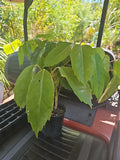 Large Umbrella Tree Plant 4FT Schefflera Octopus Actinophylla Amate Indoor Houseplant