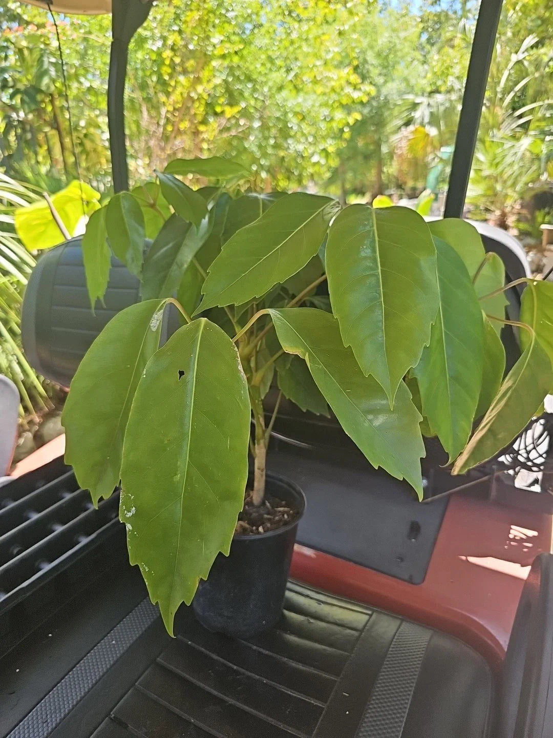 Large Umbrella Tree Plant 4FT Schefflera Octopus Actinophylla Amate Indoor Houseplant