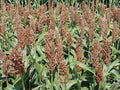 Sorghum Seeds - Sweet Sugar DRIP Variety - Syrup Production - Sorghum bicolor