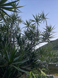 25 Wholesale Dragon Tree Cuttings - Dracaena Marginata - Money Tree Bonsai - Indoor Plant Cuttings