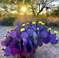 Purple Cactus Seeds - 10 Pack Opuntia Santa Rita Prickly Pear Fruit - Rare Hardy Variety