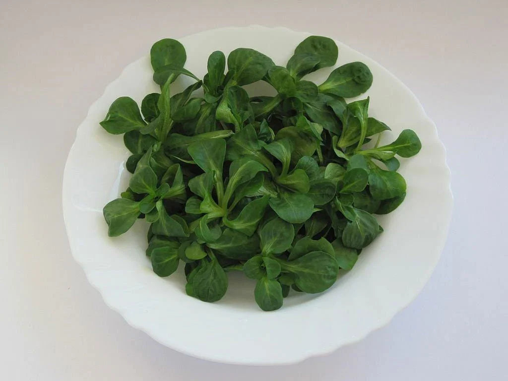 Dutch Corn Salad Seeds - Non-GMO Lamb's Lettuce - Valerianella Locusta Herb - Organic Salad Greens Seeds
