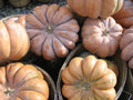 Pumpkin Seeds - Long Island Cheese Variety - Fresh Heirloom Seeds - Cucurbita moschata