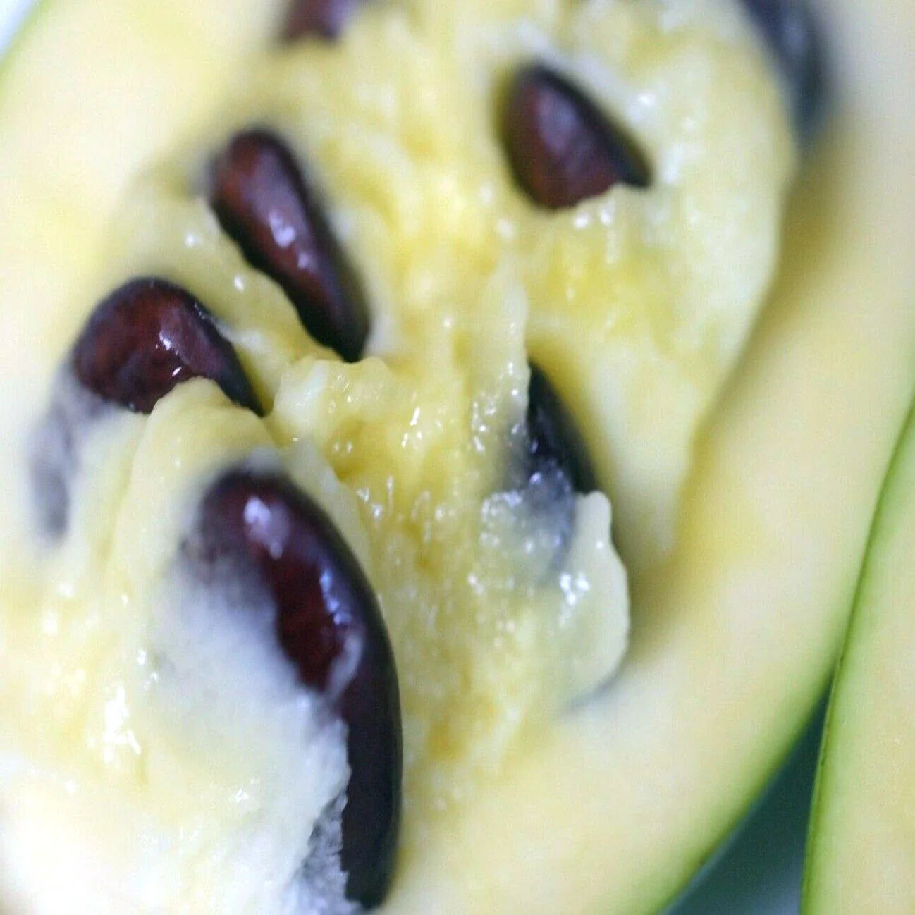 PawPaw Fruit Tree Seeds - Stratified - Indian Banana - Asimina Triloba - Hardy Variety
