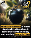 Rare Black Diamond Apple Cutting for Rooting or Grafting - Malus domestica