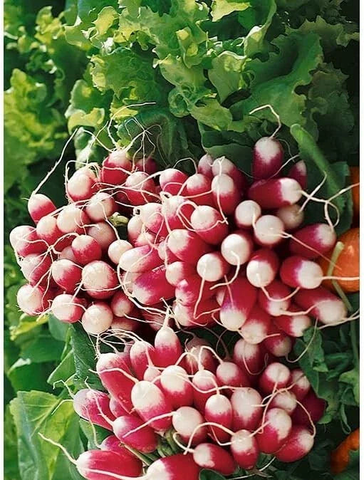 French Breakfast Radish Seeds for Planting, 200 Seeds, Heirloom Variety, Raphanus sativus