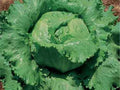 Crisphead Lettuce Seeds - Great Lakes 118 Variety - 200 Count Packet - Reliable Dense Heads - Perfect for Home Gardening