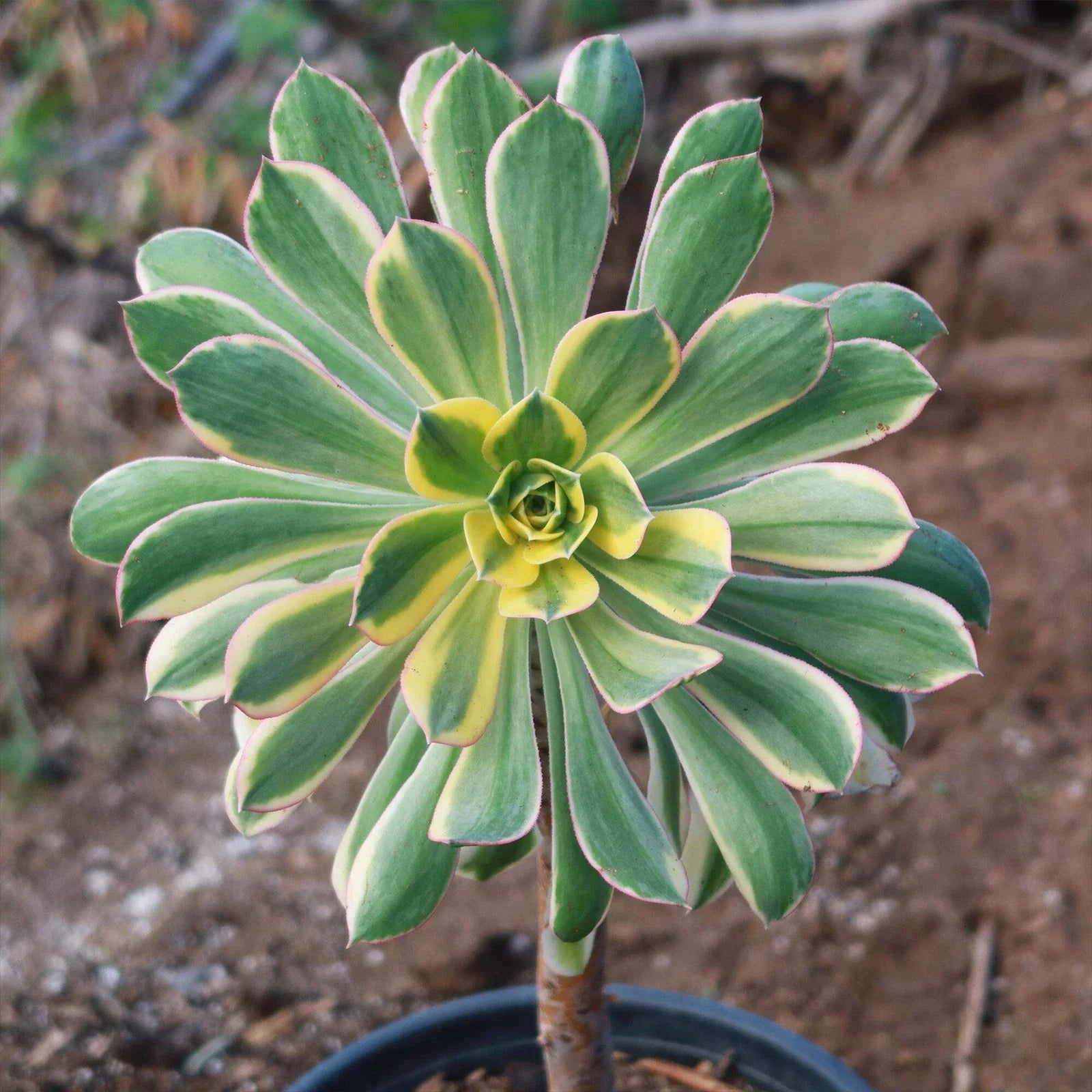 Aeonium Sunburst Cactus Plant | Live Succulent | Unique Variegated Foliage | Ideal Indoor/Outdoor Decor