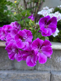 Starter Cuttings of Purple Geranium, 3 Pack, No Roots, Pelargonium spp.