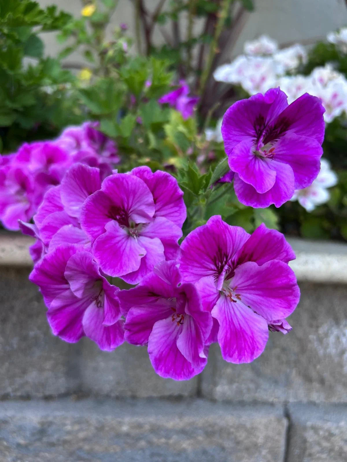 Starter Cuttings of Purple Geranium, 3 Pack, No Roots, Pelargonium spp.