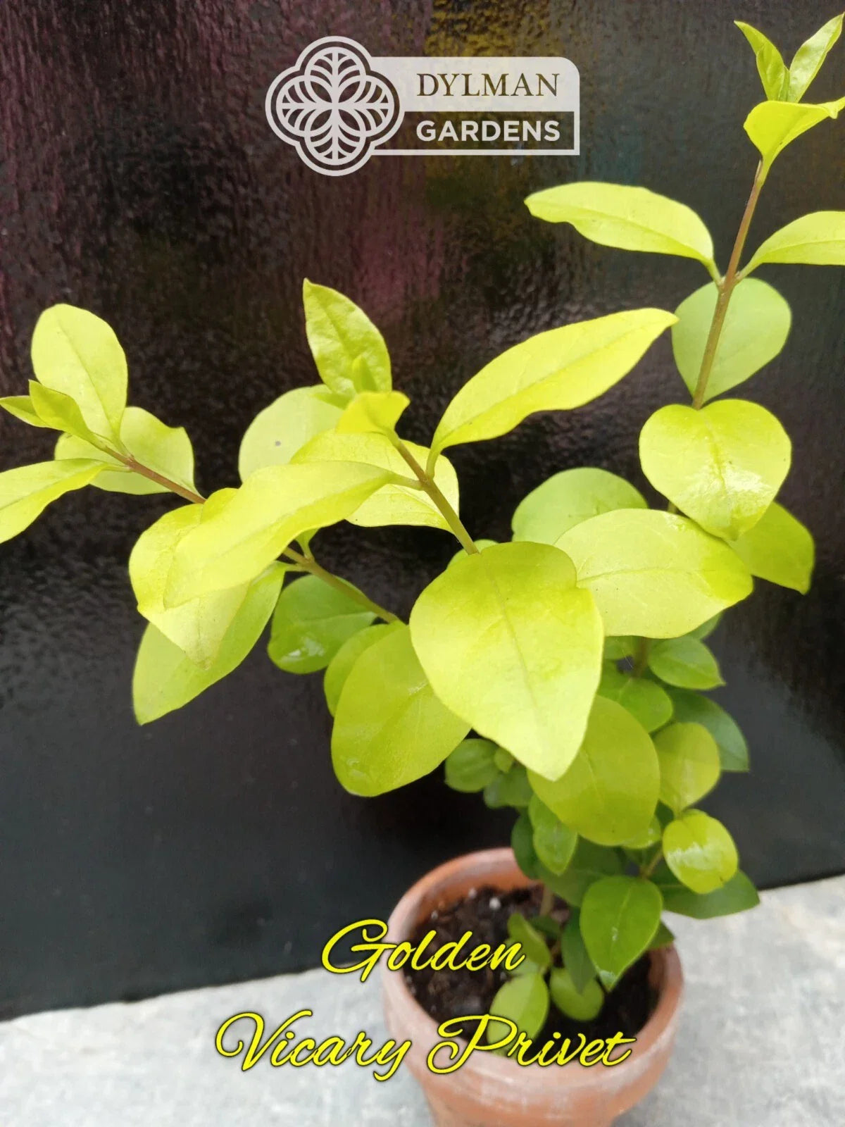 Golden Vicary Privet Live Plant 8-10 inches - Ligustrum x vicaryi - Ideal for Hedges and Landscape Design