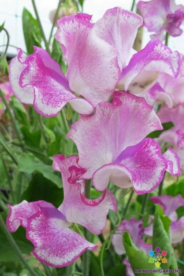 Lady Nicholson Sweet Pea 50  Seeds for Garden Planting - Lathyrus odoratus - USA Grown - Free Shipping