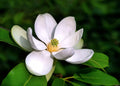 Sweetbay Magnolia Tree Seeds - 20 Pack - Northern Variety - Magnolia virginiana