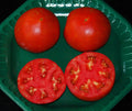 Celebrity Hybrid Tomato Seeds - Bulk 300 Pack - Heavy Producer Compact Plant - Solanum lycopersicum