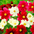 Cosmos Seeds - 100 Non-GMO Rubies Sunshine Red Flowers for Pollinators & Butterflies (Cosmos bipinnatus)