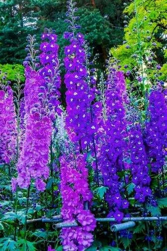 Larkspur Flower Seeds - 100+ Seeds - Stunning Blue & Purple Blooms - Delphinium ajacis