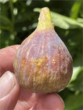 Fig Cutting - 8 Inch Dominick's Variety - Ficus carica