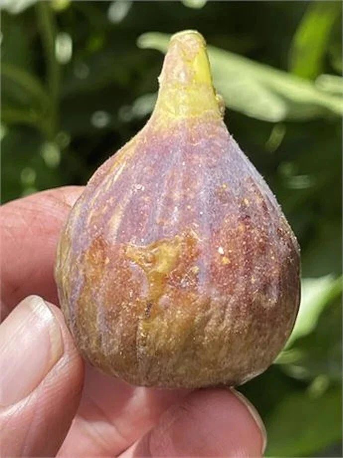 Fig Cutting - 8 Inch Dominick's Variety - Ficus carica