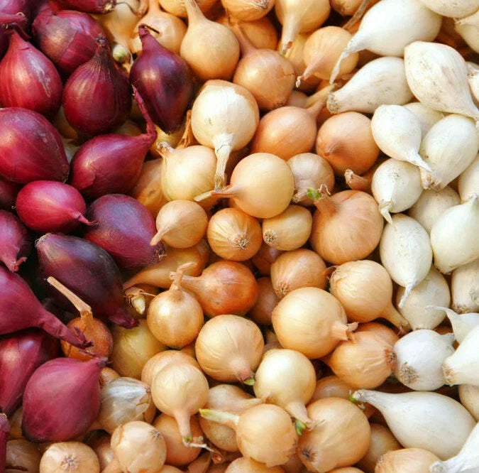Mixed Onion Sets Bulbs - 3 Colors: Yellow, Red, White - Allium cepa - 2025 Fast Shipping