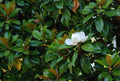 Super Rare Magnolia Cuttings - 3 Rooting or Grafting Cuttings - Magnolia 'St. Mary'