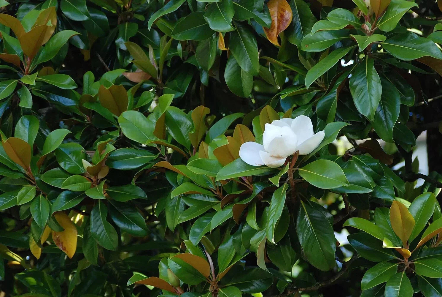 Super Rare Magnolia Cuttings - 3 Rooting or Grafting Cuttings - Magnolia 'St. Mary'