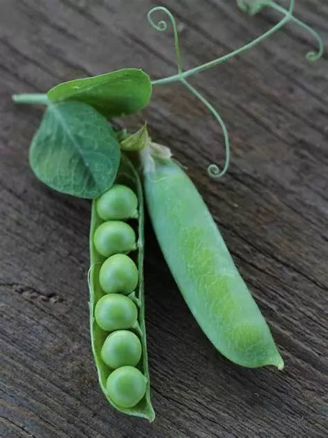 Thomas Laxton Pea Seeds 25 Ct Heirloom Vegetable Garden Variety for Trellis, Pisum sativum