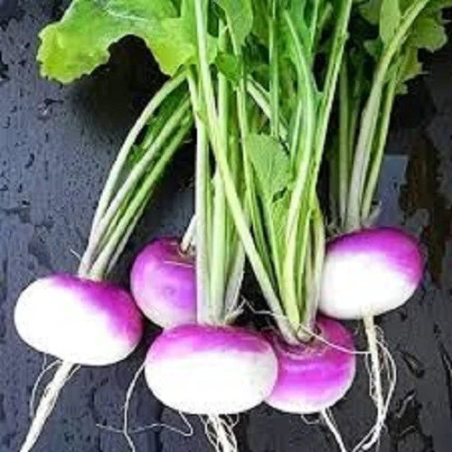Premium Organic Purple Top Turnip Seeds - Heirloom Variety, Best Seller, Fresh Gardening Seeds (Brassica rapa)