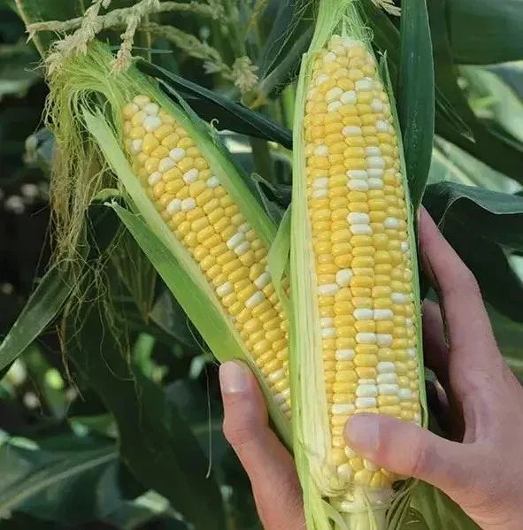 Peaches and Cream Sweet Corn Seeds - 5000+ Organic Hybrid Non-GMO - Fresh Corn Seeds for Planting