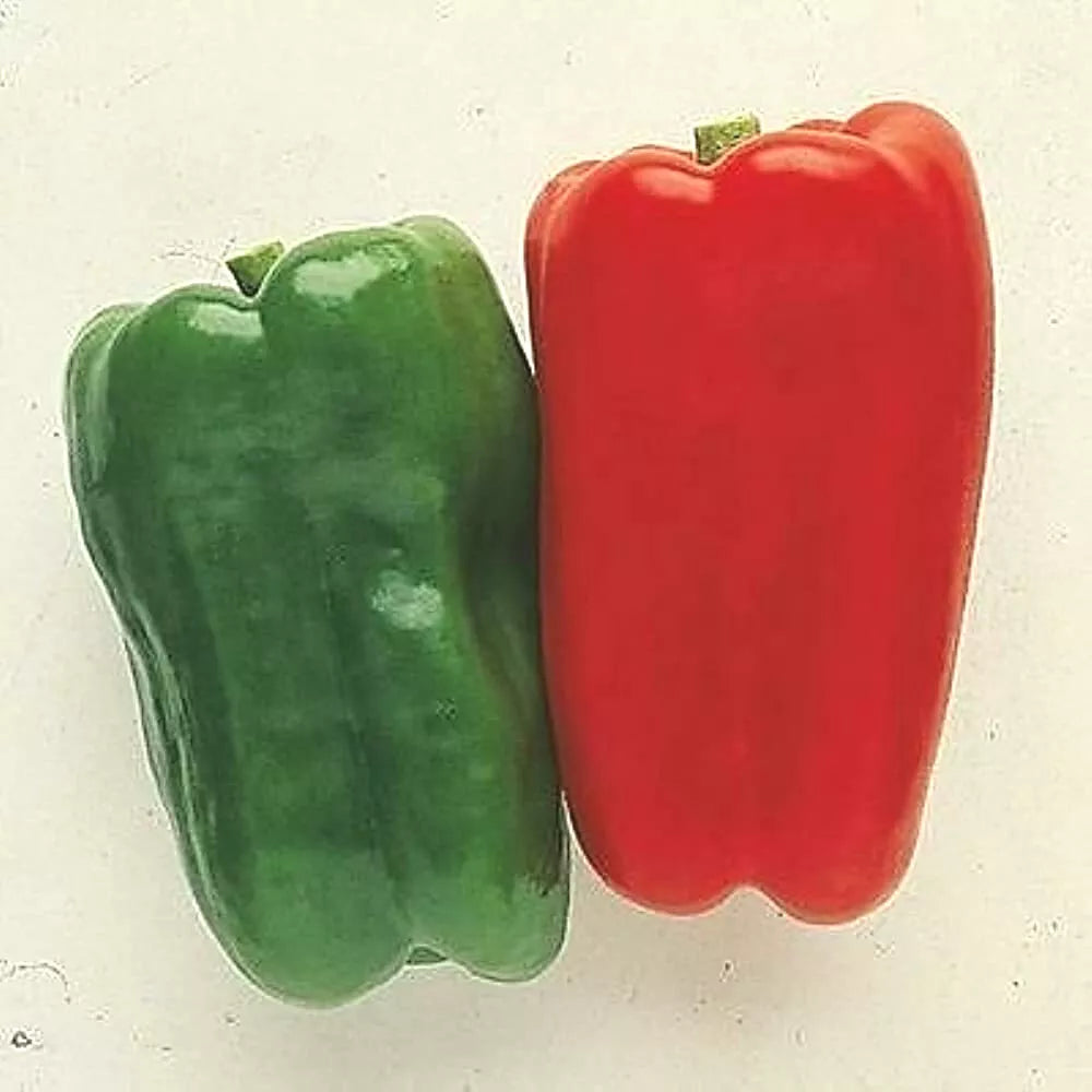 Sweet Pepper Seeds - Big Bertha - 50+ Hybrid Seeds - Capsicum Annuum - Giant Red & Green Bell Peppers - Easy to Grow