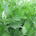 Mugwort Seeds 500+ Heirloom Artemisia Vulgaris Medicinal Herb USA, Free Shipping