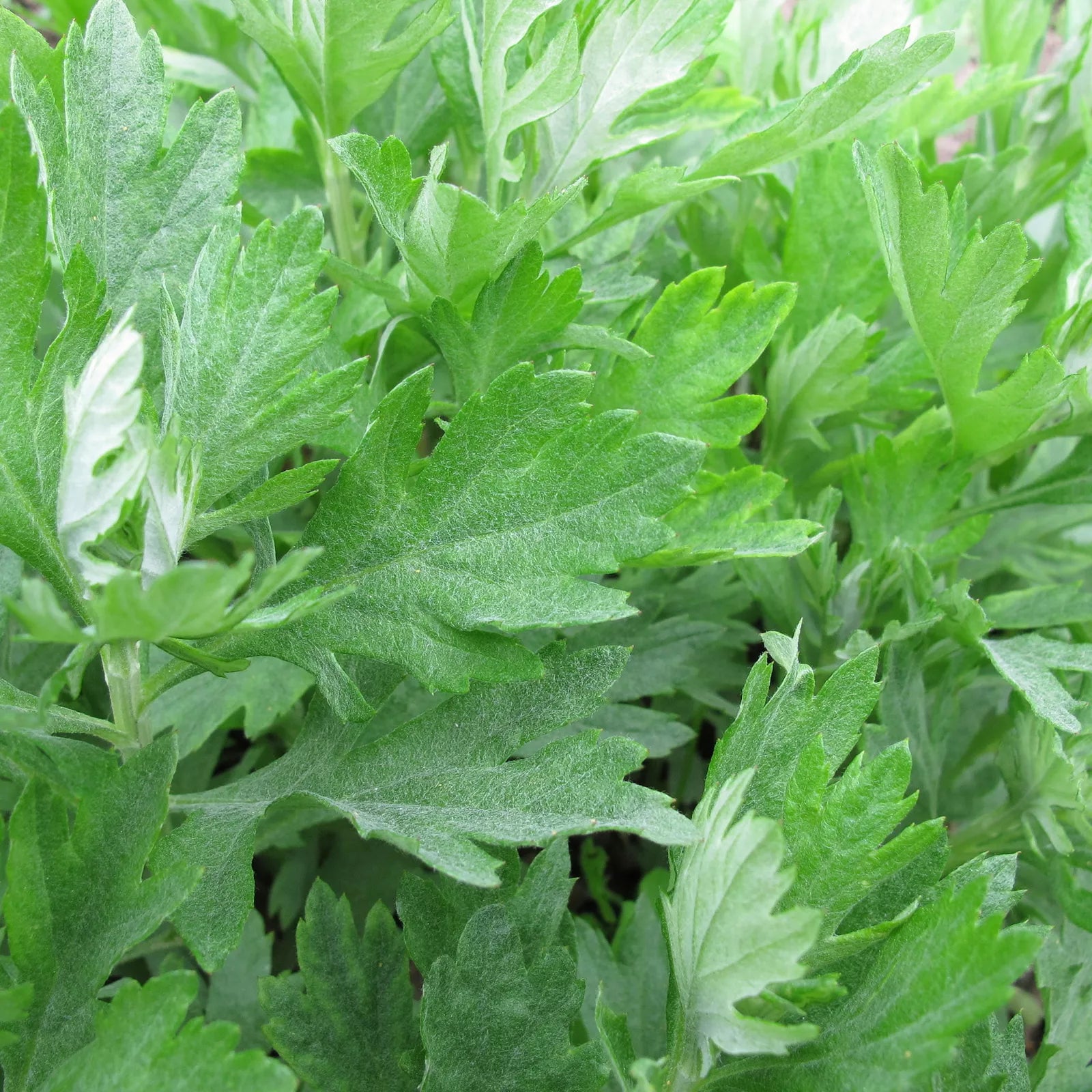 Mugwort Seeds 500+ Heirloom Artemisia Vulgaris Medicinal Herb USA, Free Shipping